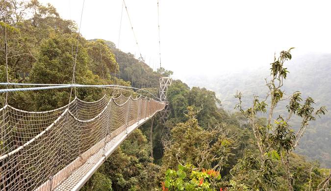 Nyungwe forest NPK
